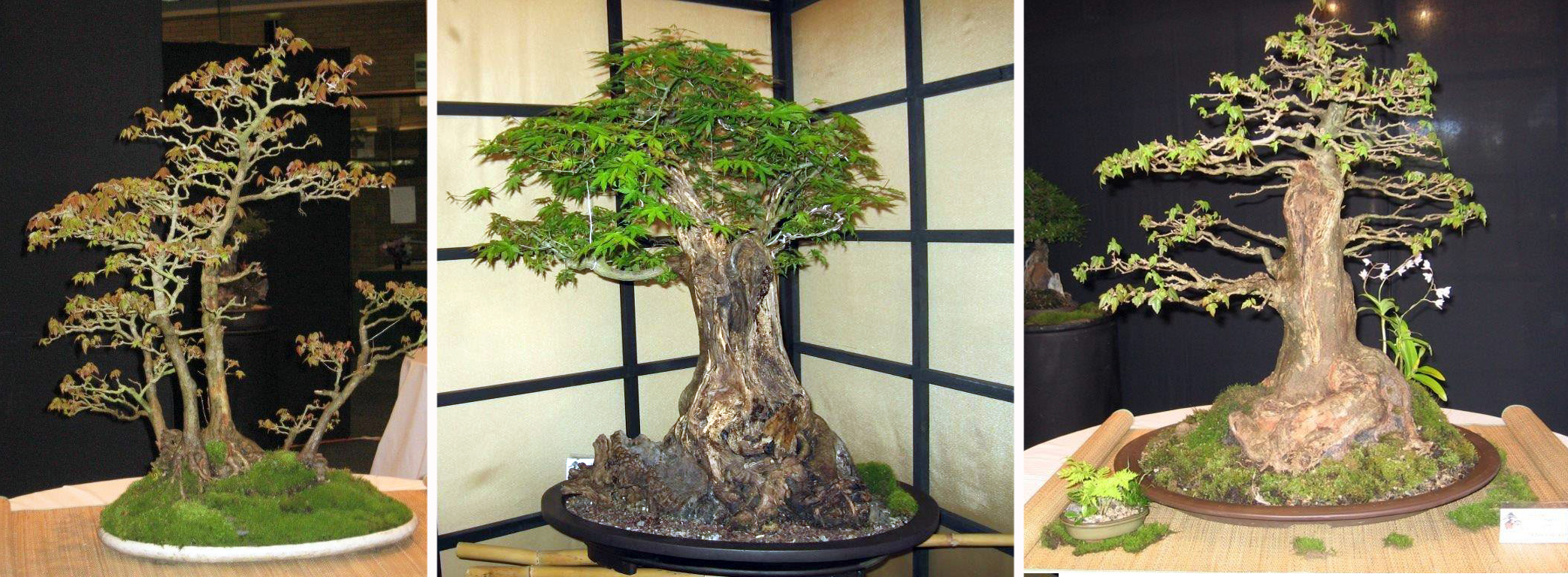 images of three Bonsai