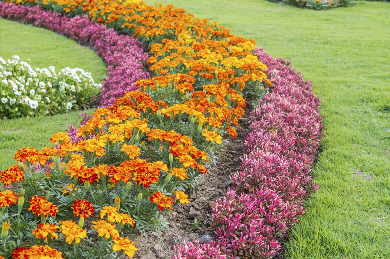 Garden.jpg
