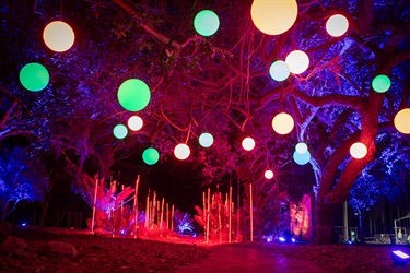 Colourful light display in trees