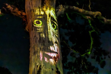 Talking Tree?
