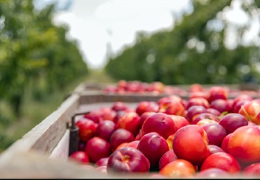 Canoelands Orchard Fruit